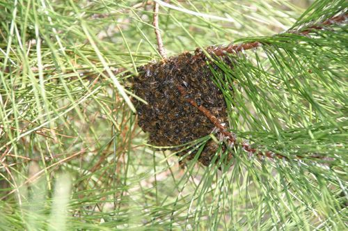 enjambre de abejas en una rama