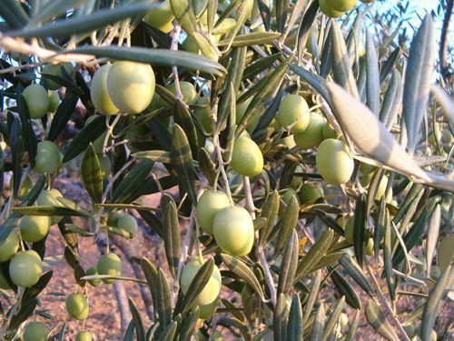 Aceitunas