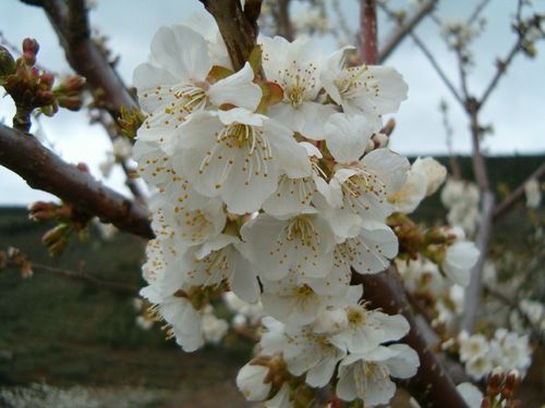 cerezas de Las Hurdes