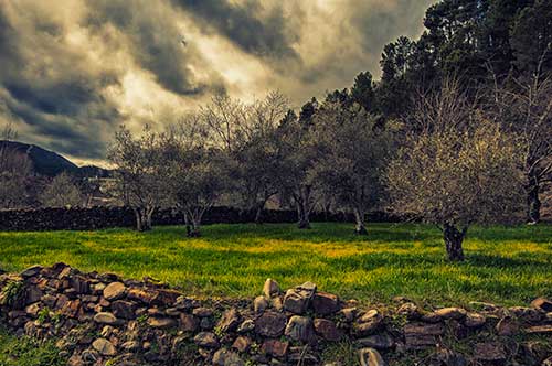 Olivos de Las Hurdes