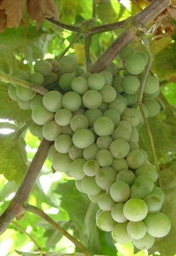 racimo de uvas