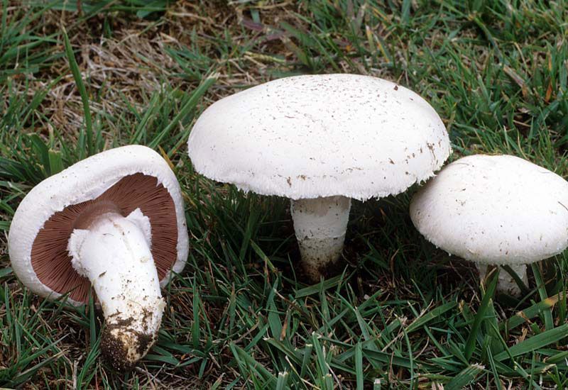 Agaricus campestris
