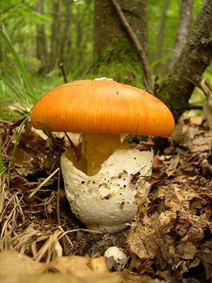 Amanita Caesarea