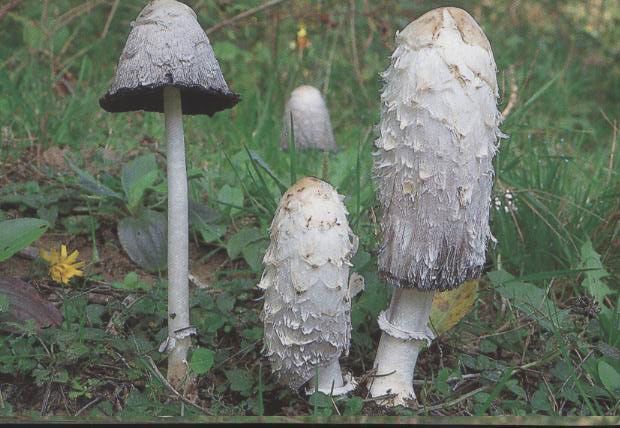Coprinus comatus