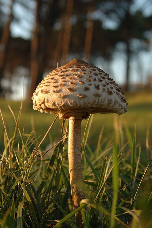 Macrolepiota procera