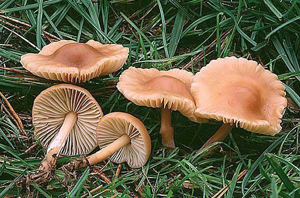 Marasmius oreades