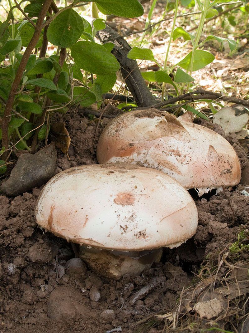 Amanita ponderosa