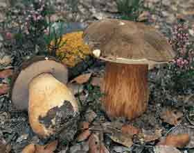 Boletus aereus