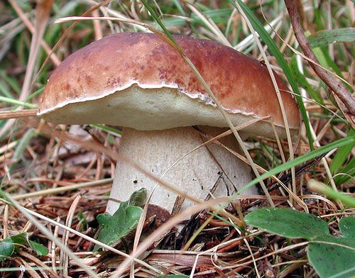Boletus pinicola